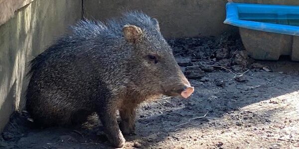 Porco-do-mato que se queimou nos incêndios do Pantanal é devolvido à natureza