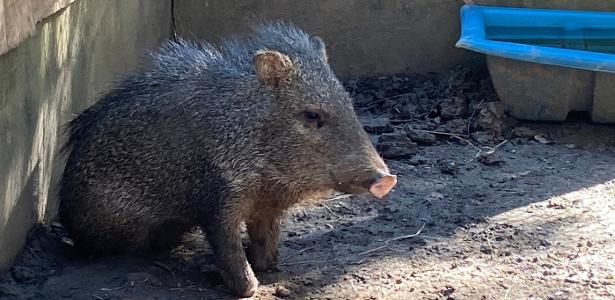 Porco-do-mato que se queimou nos incêndios do Pantanal é devolvido à natureza