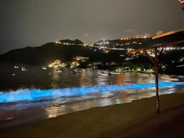 Após 60 anos, vida marinha volta a ‘iluminar’ praia de Acapulco, no México