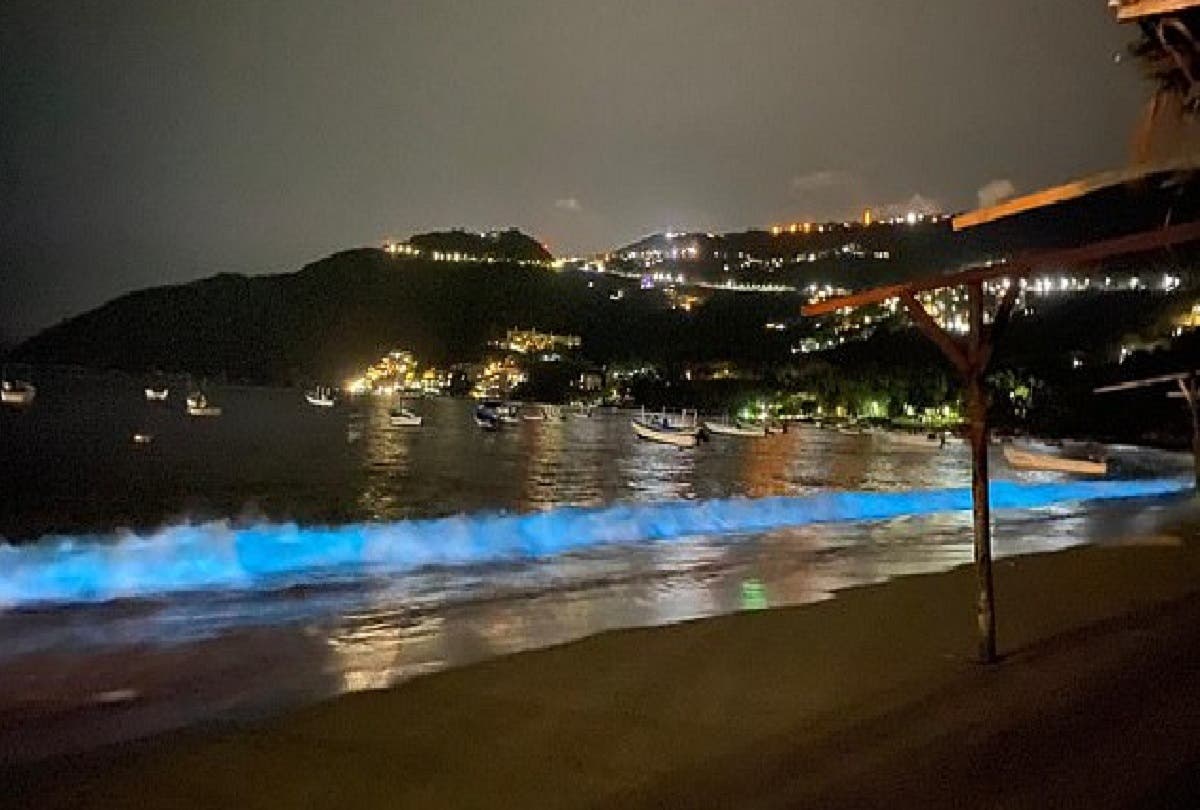 Após 60 anos, vida marinha volta a ‘iluminar’ praia de Acapulco, no México