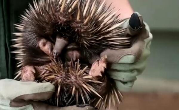 Zoológico da Austrália recebe animal raro conhecido como ‘tamanduá espinhoso’