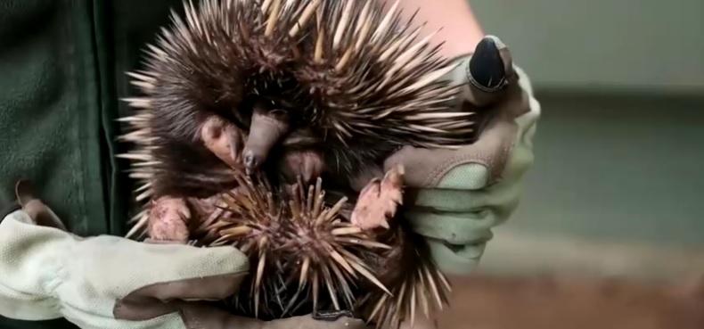 Zoológico da Austrália recebe animal raro conhecido como ‘tamanduá espinhoso’