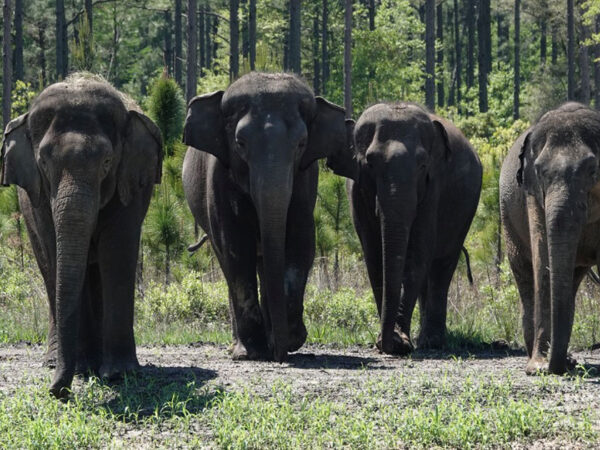 Doze elefantas se aposentam de circo e se mudam para santuário nos EUA