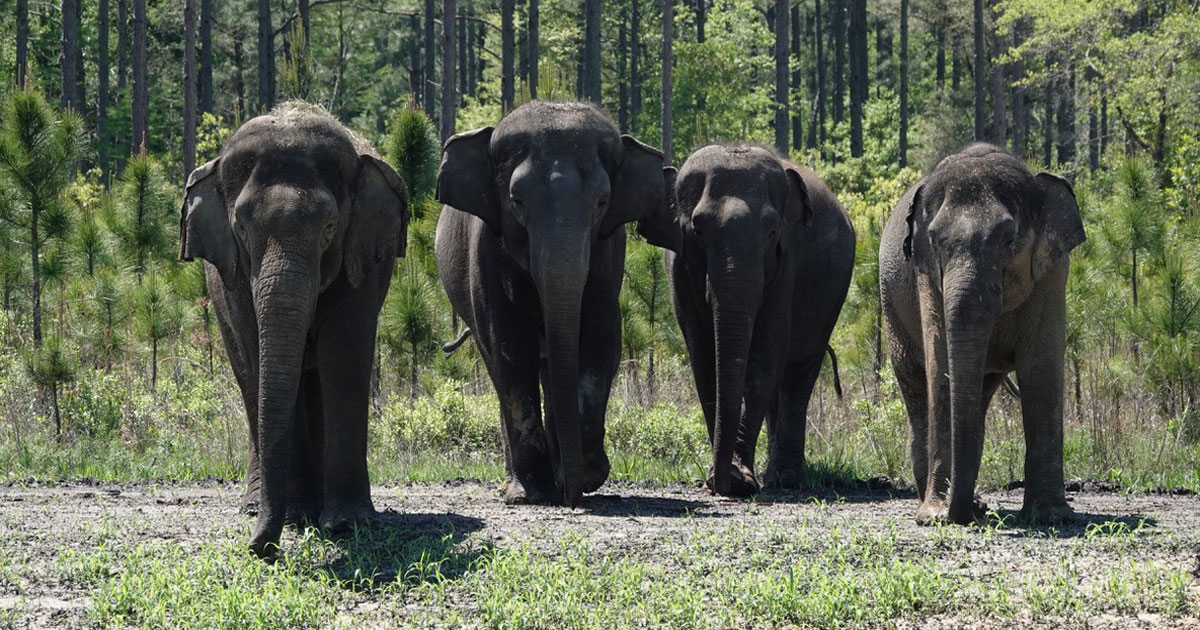 Doze elefantas se aposentam de circo e se mudam para santuário nos EUA