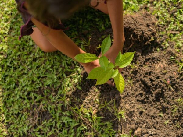 Cartilhas ensinam práticas agroecológicas em comunidades indígenas e ribeirinhas