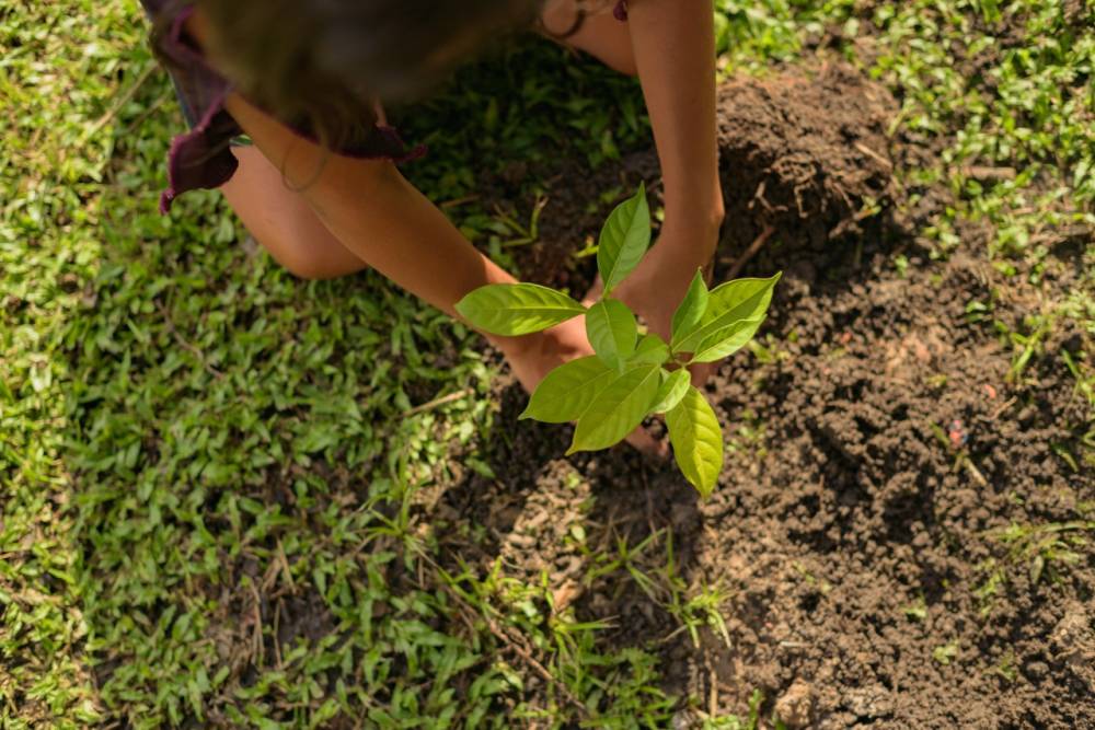 Cartilhas ensinam práticas agroecológicas em comunidades indígenas e ribeirinhas