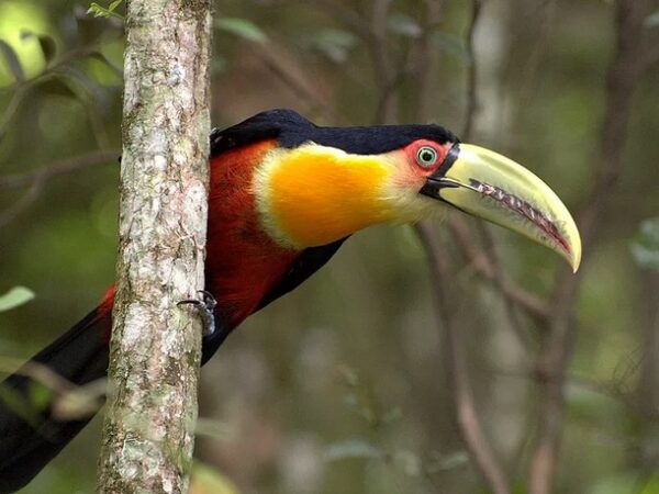 Desmatamento e eucaliptos ameaçam aves e anfíbios da Mata Atlântica em SP