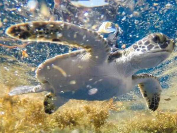 Mar no Triângulo das Bermudas é um berçário de tartarugas, indica estudo