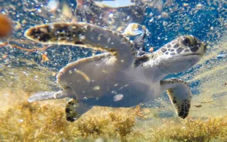 Mar no Triângulo das Bermudas é um berçário de tartarugas, indica estudo