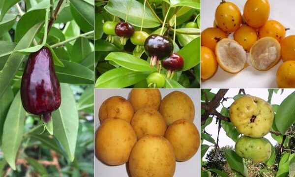 Conheça as ‘superfrutas’ encontradas na Mata Atlântica que pesquisadores tentam salvar da extinção