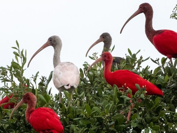 Pesquisadores encontram raridade no litoral paranaense: um guará branco