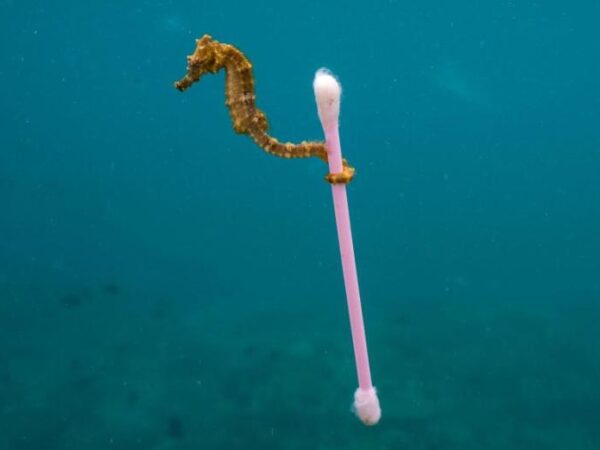 Fotógrafo flagra cavalo-marinho carregando cotonete em alto-mar e traz à tona, mais uma vez,  debate sobre lixo plástico nos oceanos