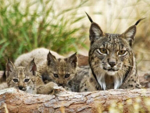 População de lince ibérico ultrapassa a marca do milhar