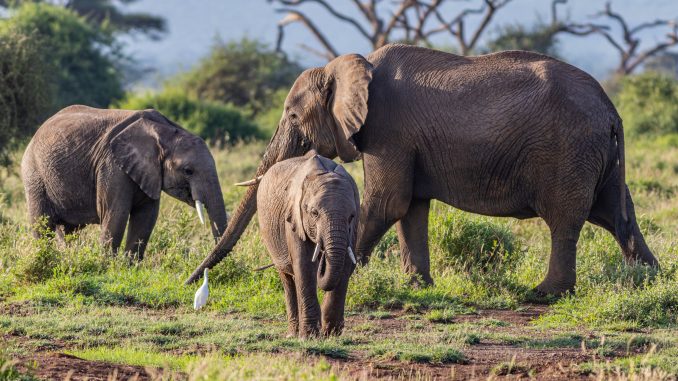 Elefantes do Quénia enfrentam nova ameaça, o cultivo do abacate