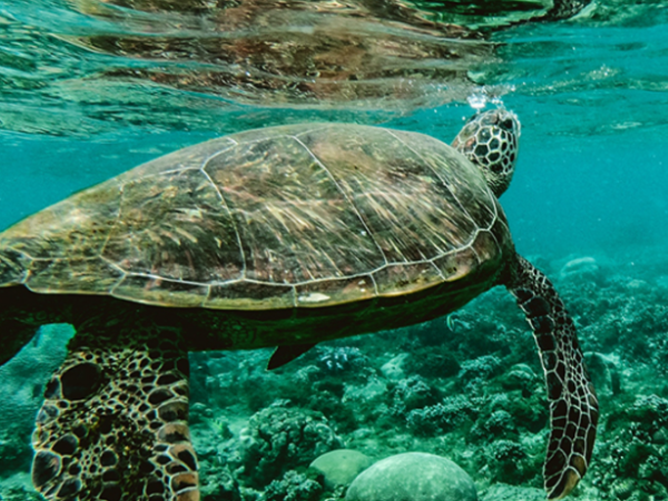 Plataforma da USP reúne conteúdos online sobre oceanos