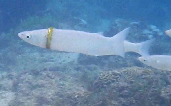 Mergulhadora encontra aliança presa em peixe na Austrália