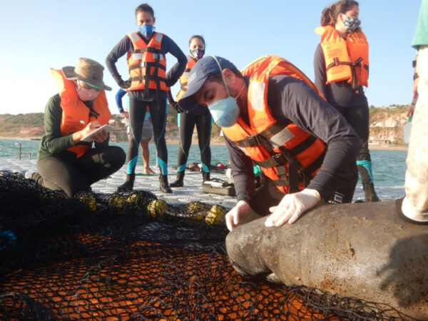 Pela primeira vez peixe-boi reabilitado é devolvido ao mar, no Ceará