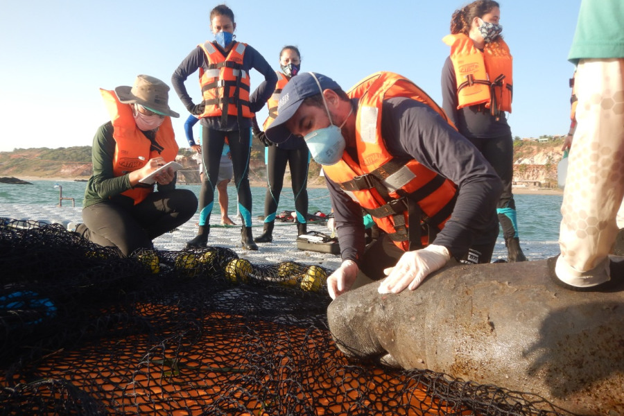 Pela primeira vez peixe-boi reabilitado é devolvido ao mar, no Ceará