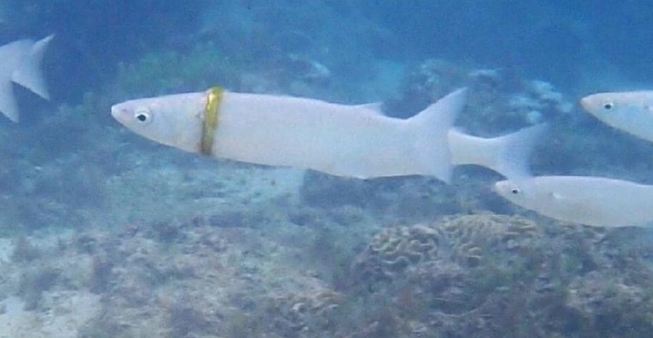 Mergulhadora encontra aliança presa em peixe na Austrália