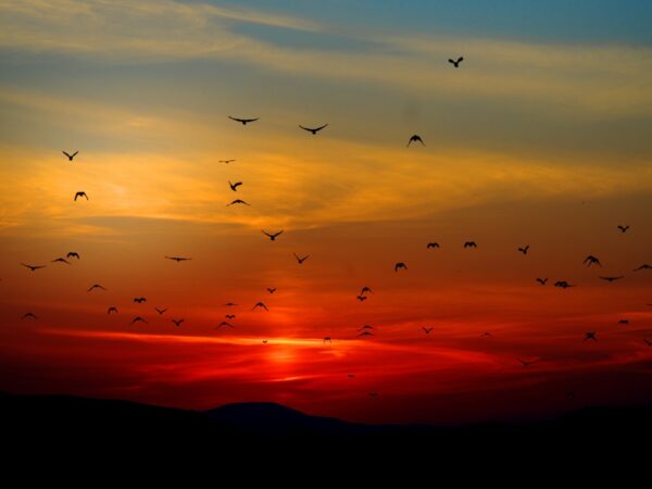 Quantas aves existem no mundo?