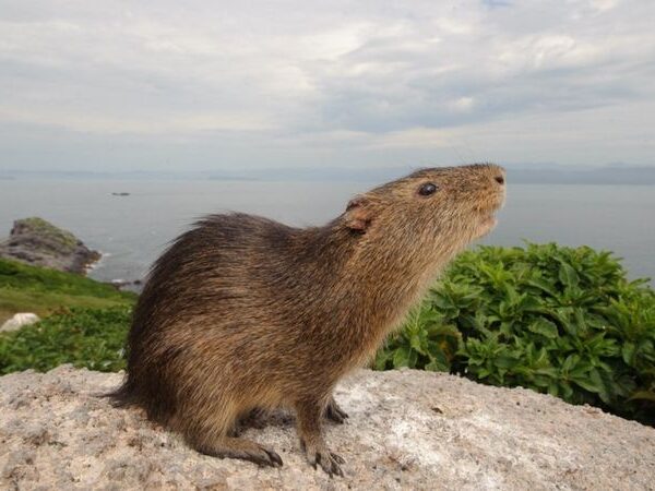 As câmeras que ajudarão a salvar espécie rara de roedor que vive isolada em ilha de SC