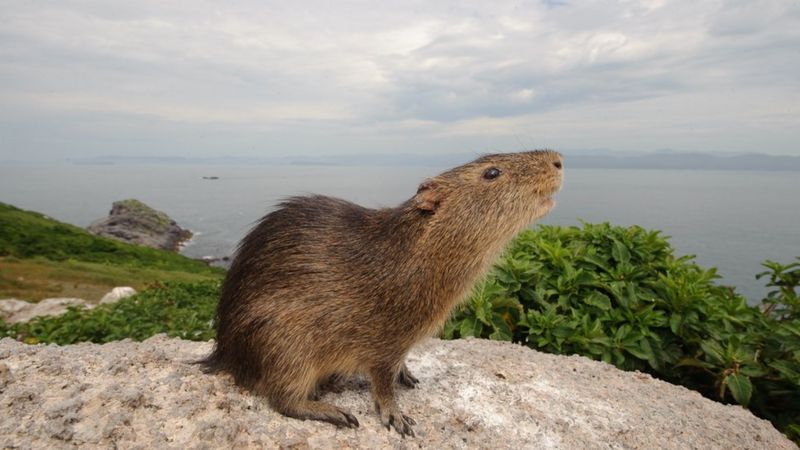 As câmeras que ajudarão a salvar espécie rara de roedor que vive isolada em ilha de SC