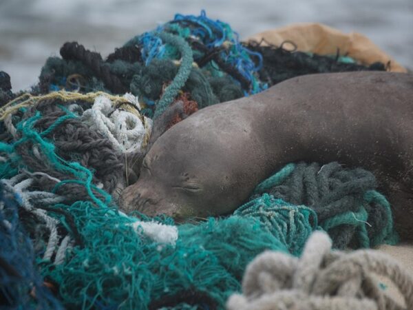 Quase 50 toneladas de resíduos plásticos e redes de pescas são recolhidas na maior área de proteção marinha do planeta