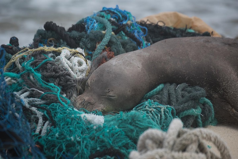 Quase toneladas de resíduos plásticos e redes de pescas são recolhidas na maior área de