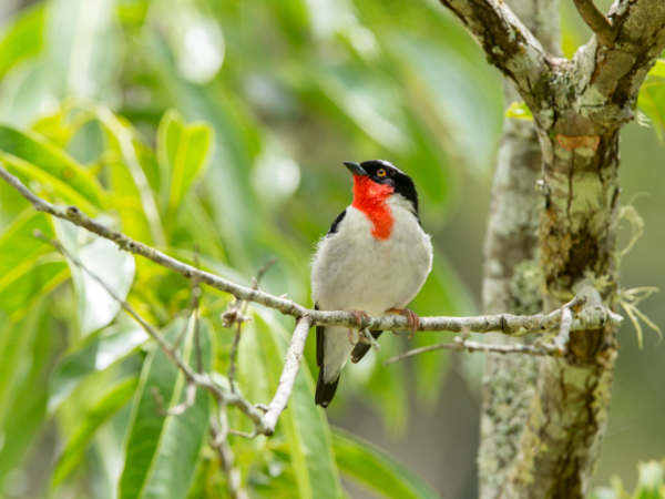 Sete aves da Mata Atlântica foram extintas nas últimas décadas