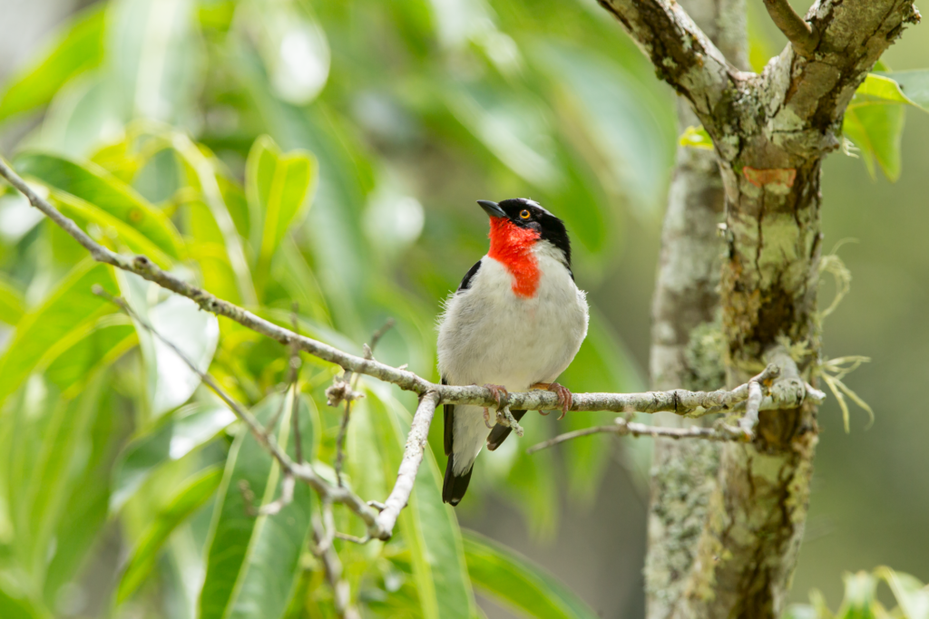 Sete aves da Mata Atlântica foram extintas nas últimas décadas