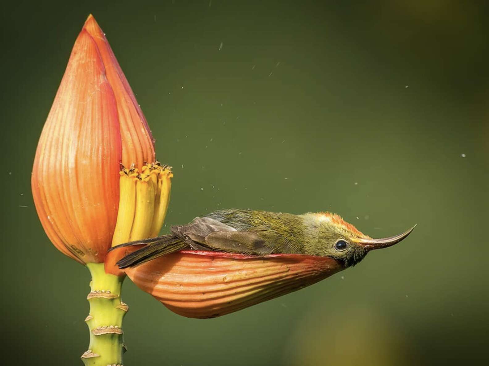 Um Pássaro-sol carmesim usa uma pétala de flor de bananeira como banheira