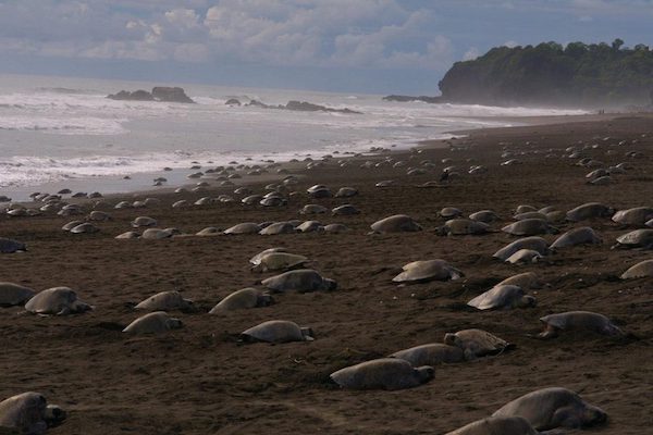 Sem turistas, tartarugas-olivas prosperam em praias indianas pela 1ª vez em anos