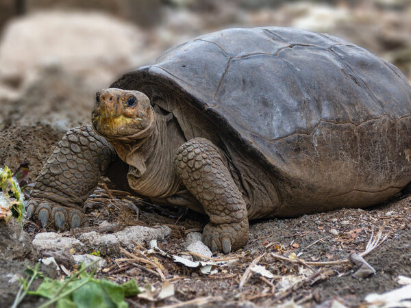 Tartaruga de espécie considerada extinta há um século é encontrada nas Galápagos