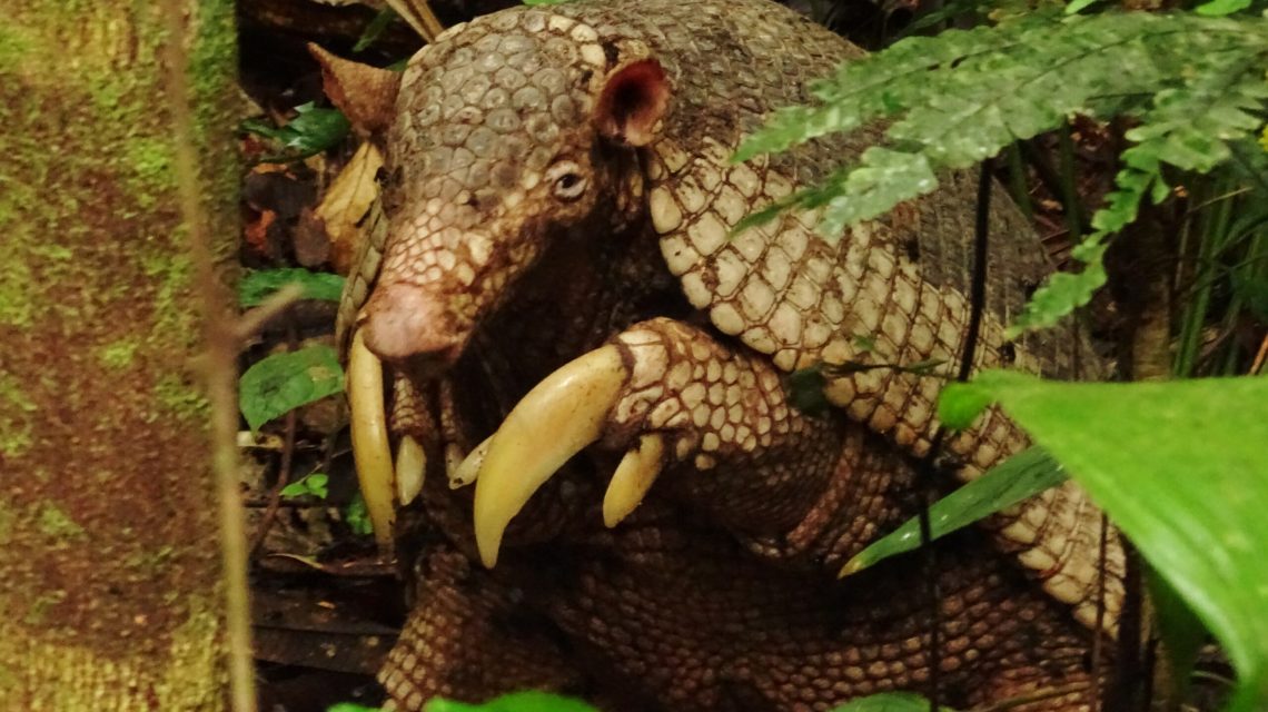 Registro inédito mostra maior tatu do mundo se alimentando de abelhas no Acre