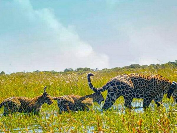 Argentina: após 70 anos, onças-pintadas estão de volta nas zonas úmidas de Iberá