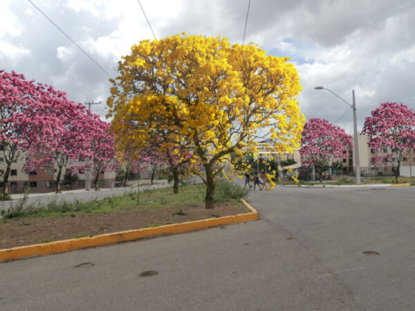 Corredores verdes estão sendo cultivados em bairros de Sobral