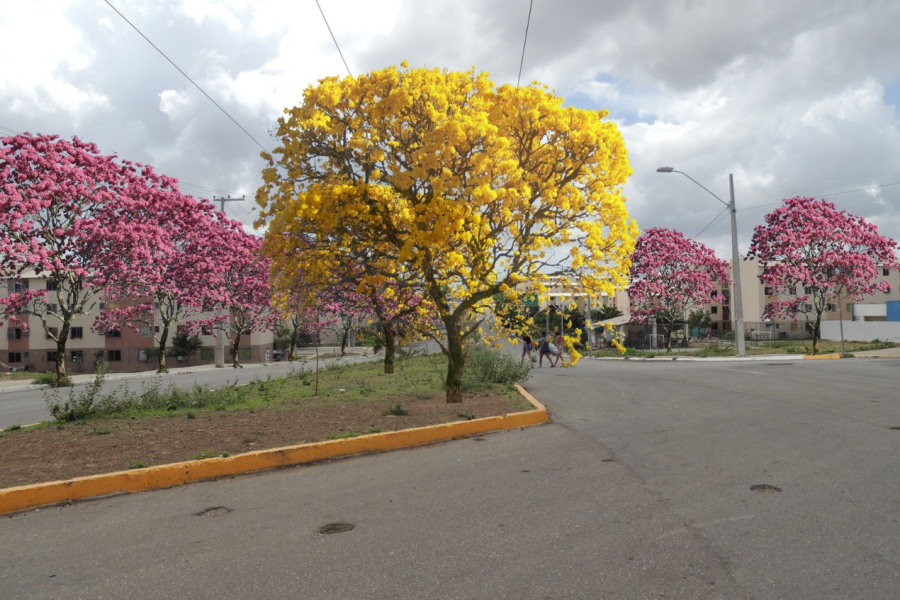 Corredores verdes estão sendo cultivados em bairros de Sobral