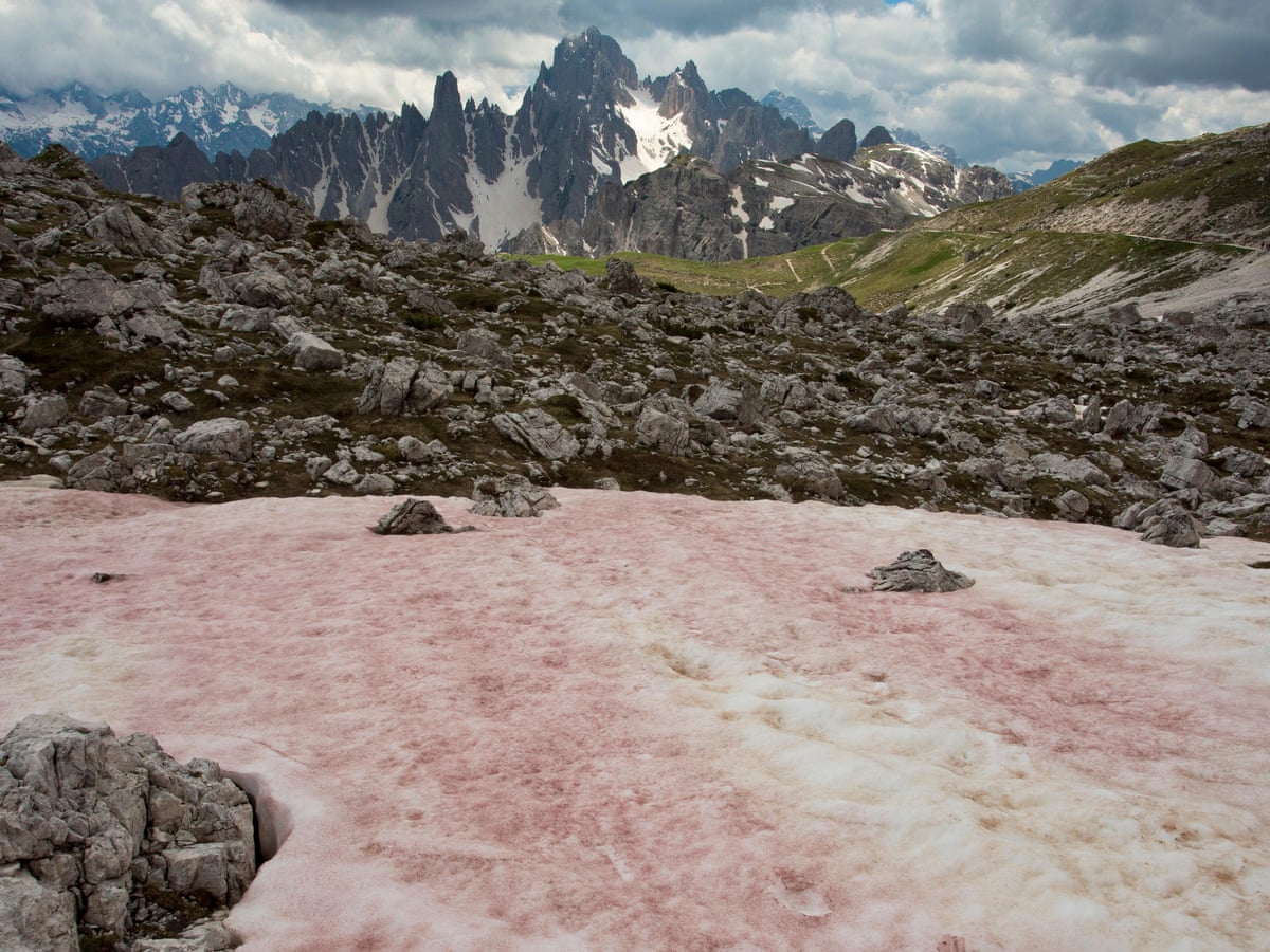 Fenômeno que deixa a neve rosa se intensifica e preocupa cientistas
