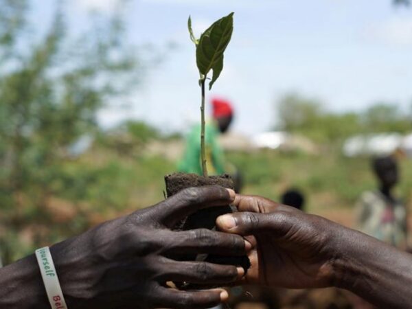 Refugiado do Sudão do Sul refloresta distrito de Uganda que o acolheu