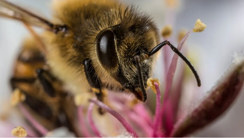 Abelhas estão acumulando microplásticos em seus corpos