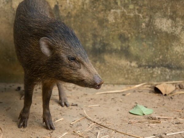 Menor porco do mundo, que já foi considerado extinto, volta a viver na natureza