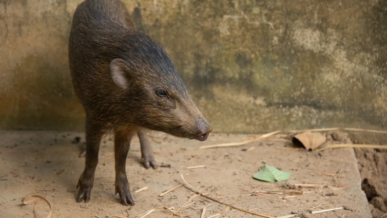 Menor porco do mundo, que já foi considerado extinto, volta a viver na natureza