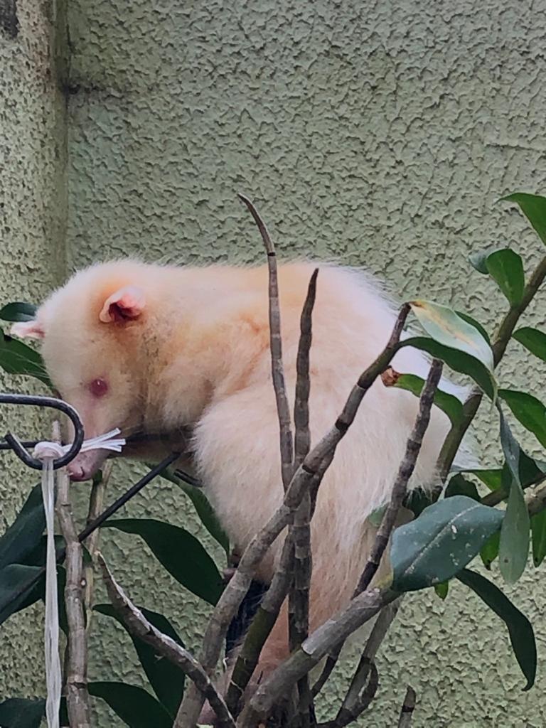 GAMBÁ ALBINO RARO É RESGATADO EM PORTO BELO – SC