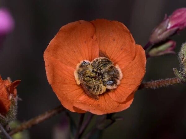 Abelhas dormem abraçadas no centro de uma flor e o registro encanta o mundo