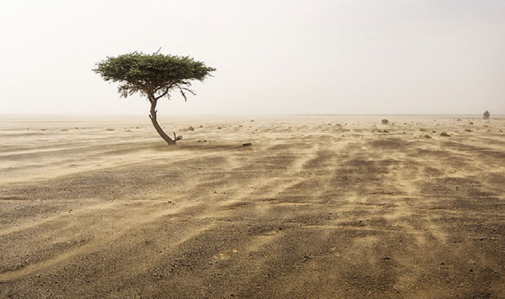 Estudo descobre milhões de árvores despontando nos desertos