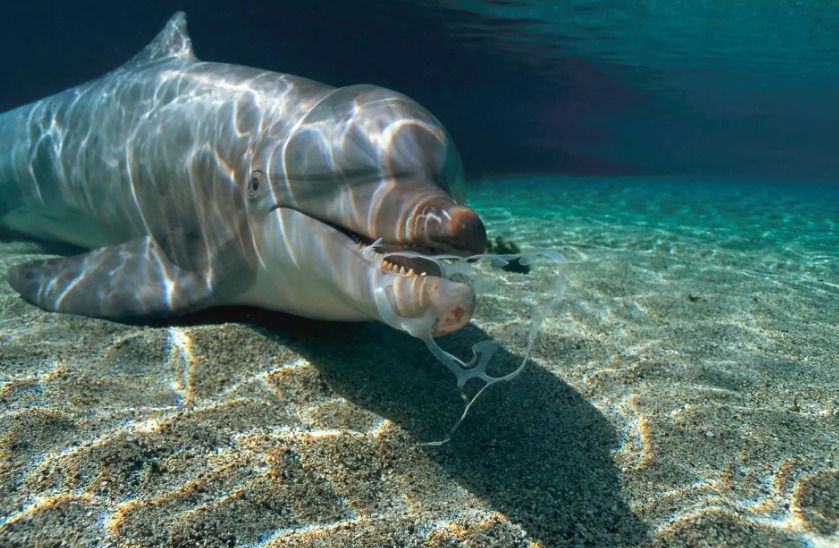 Está tudo errado! Fotógrafos da National Geographic clicam animais convivendo com plástico em seus habitats naturais