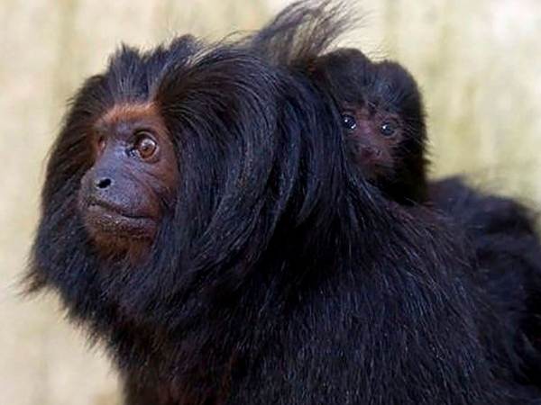 Mico-leão-preto se reproduz no Zoológico de SP