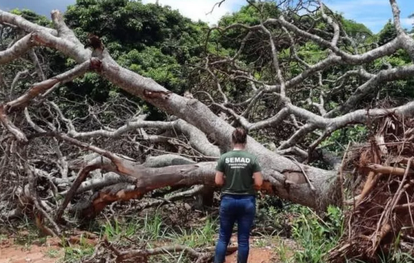 Desmatamento avança no Cerrado e faz crescer risco de apagão elétrico no Brasil