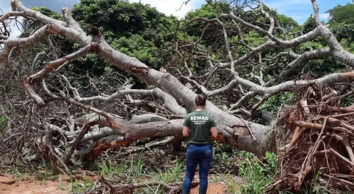 Desmatamento avança no Cerrado e faz crescer risco de apagão elétrico no Brasil