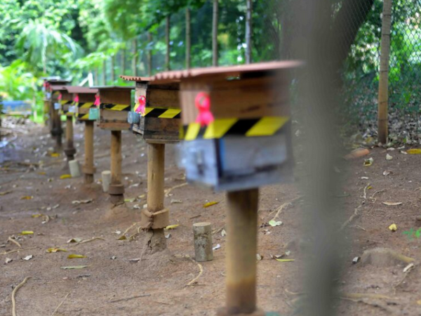 Salvador distribui meliponários em hortas urbanas